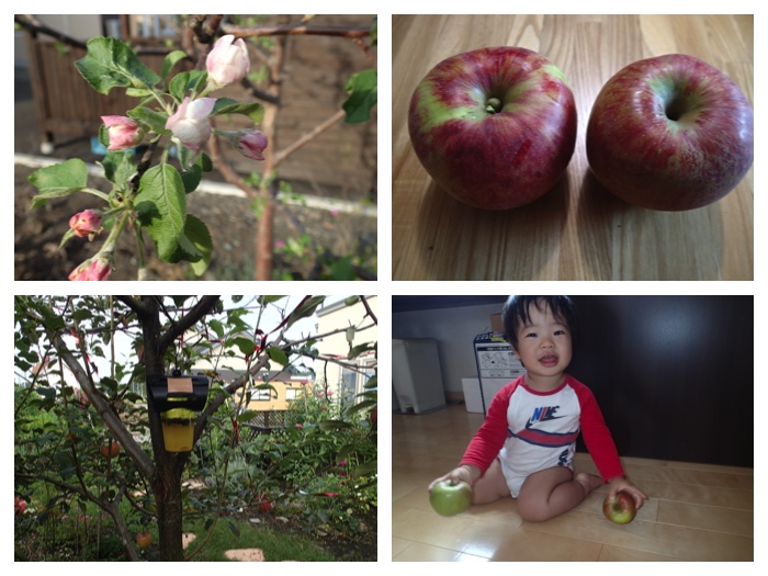 apple_3