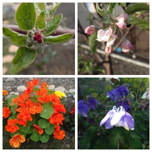 Apple flowers