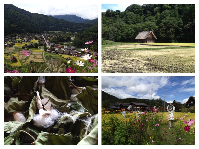 Kanazawa_shirakawa