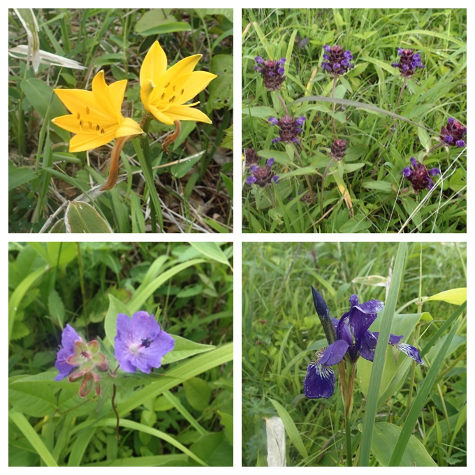 Wetland-flowers