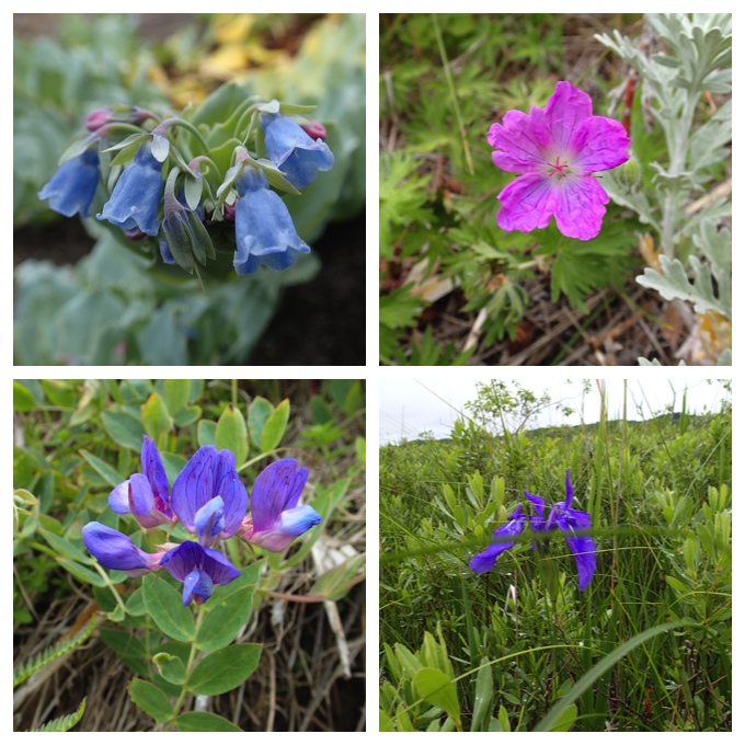 Wetland-flowers2