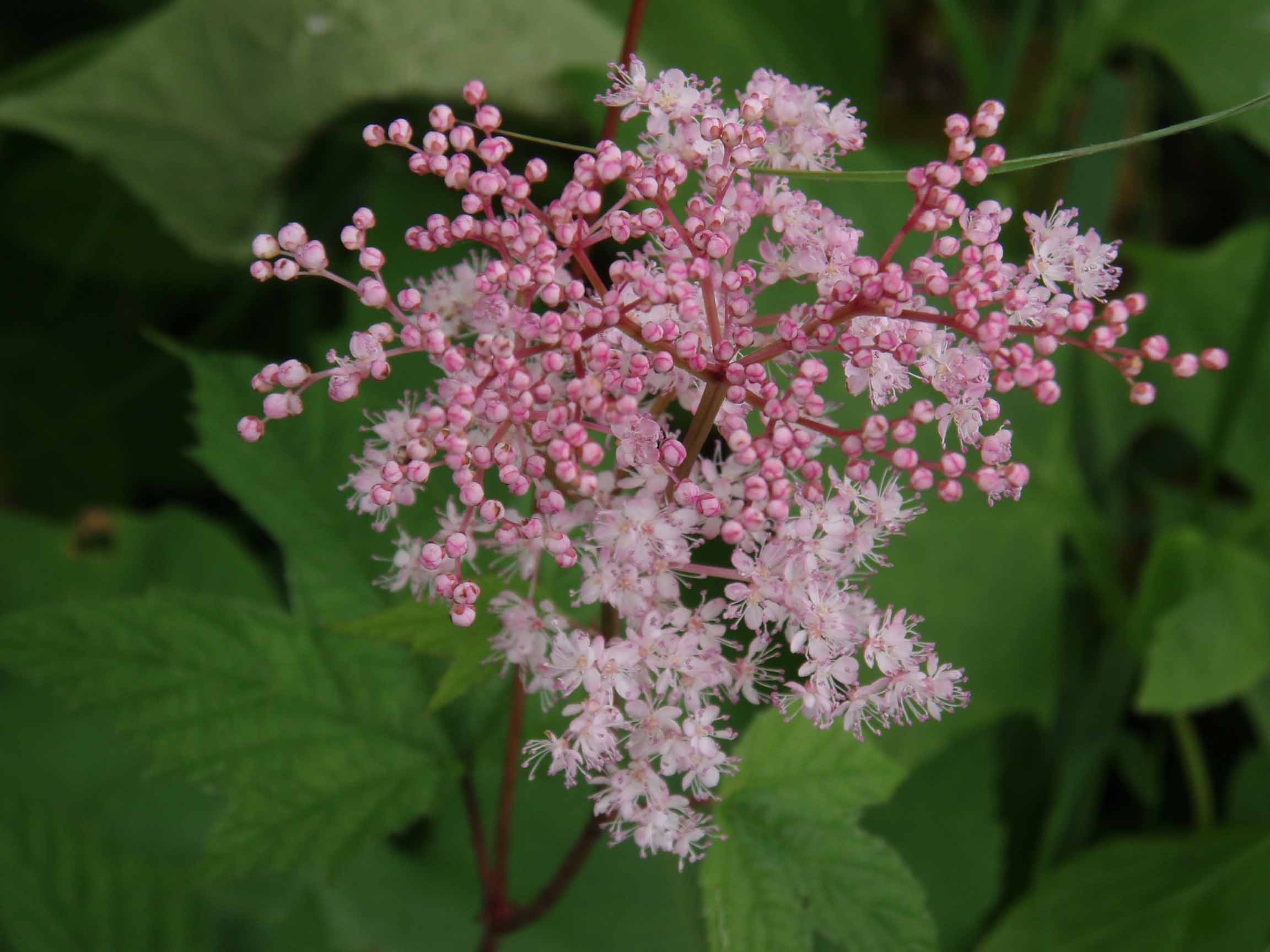 北海道東部の自然と湿原の花