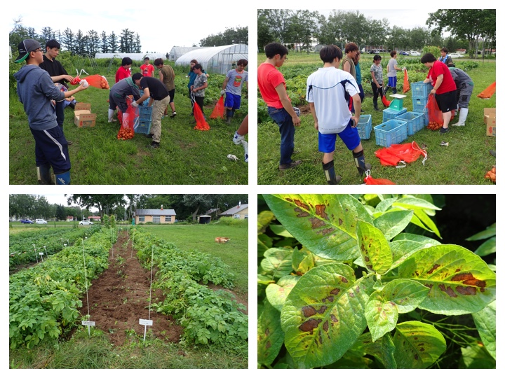 potato yield survey 1