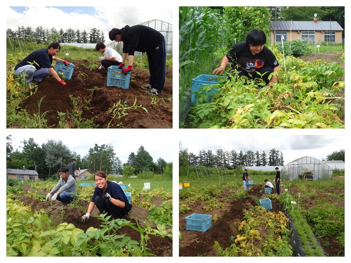 potato yield survey 2