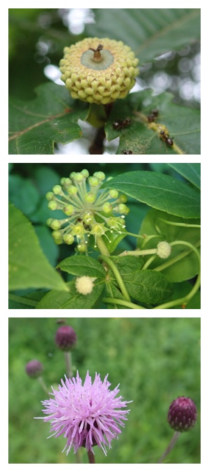 Plants in late summer