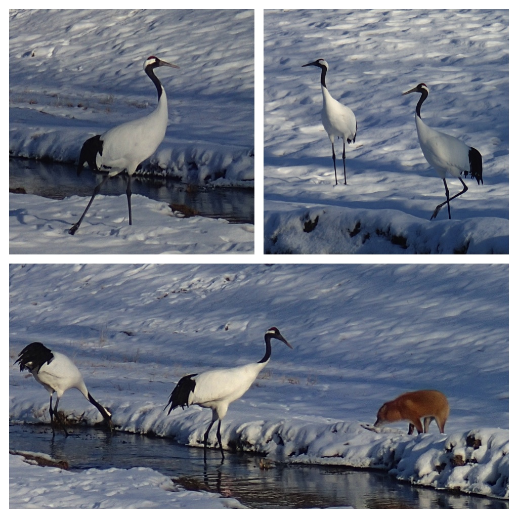 Cranes_200117_1