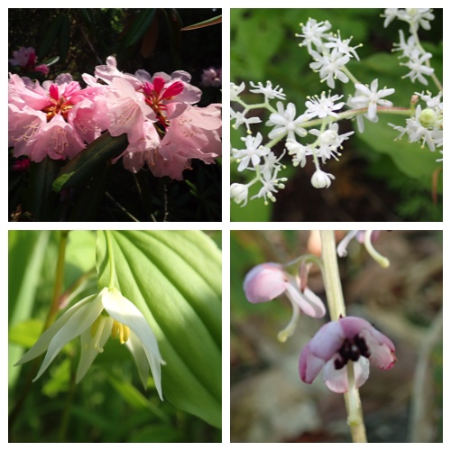 Forest-Flowers