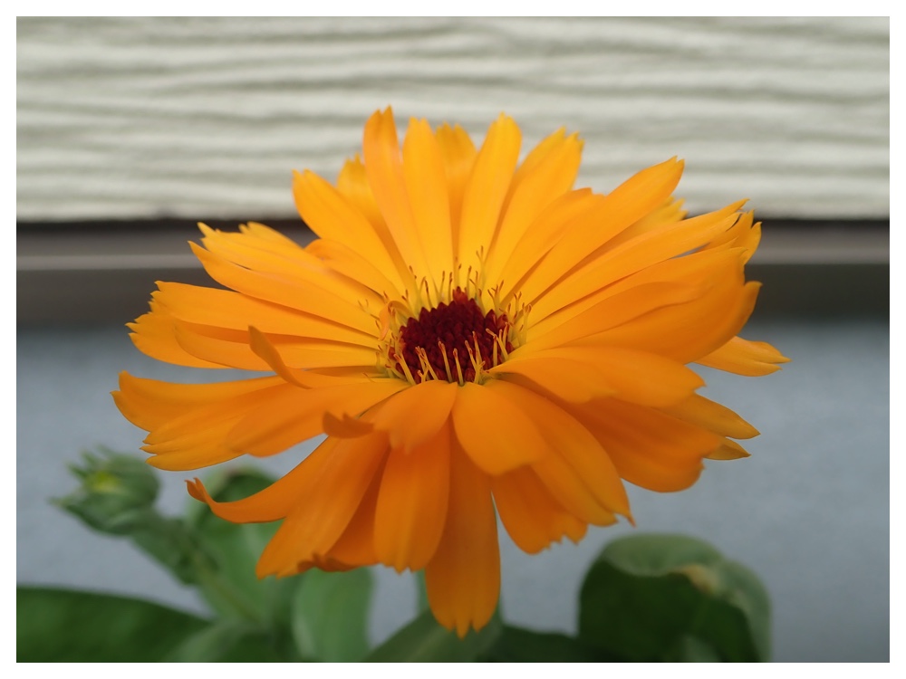 Calendula_20-07-24