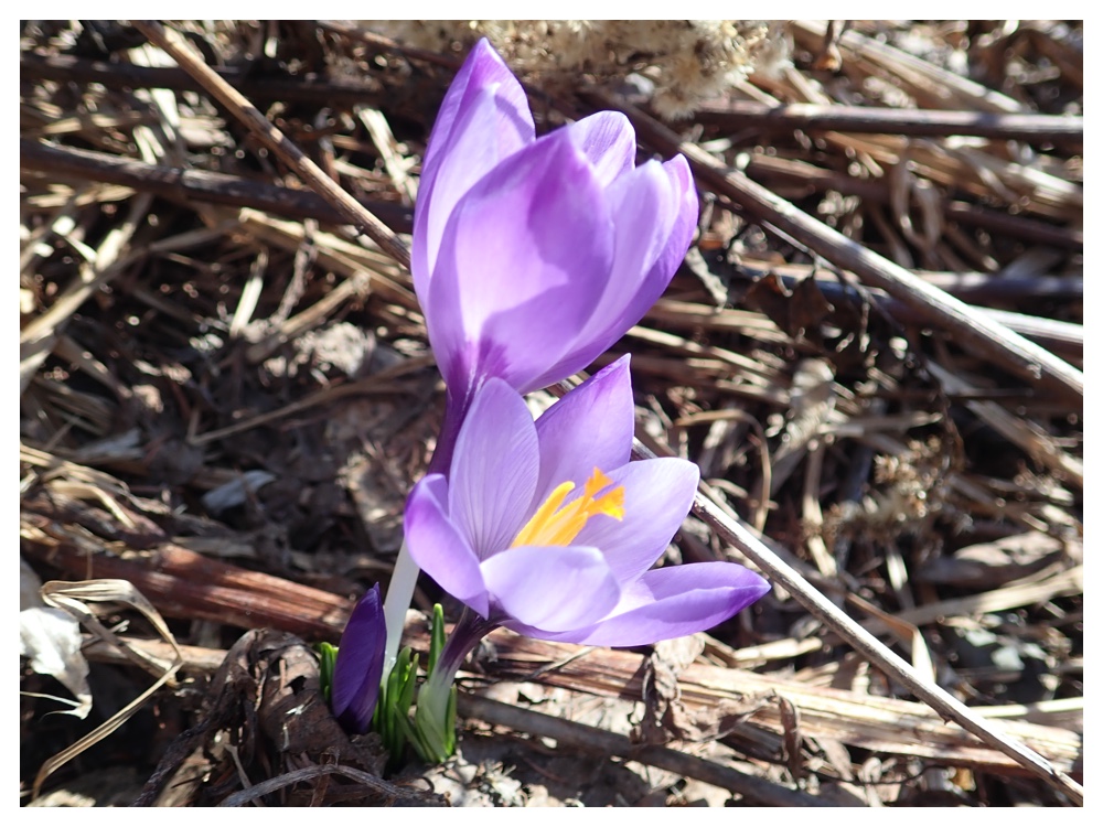 Crocus_18-04-05