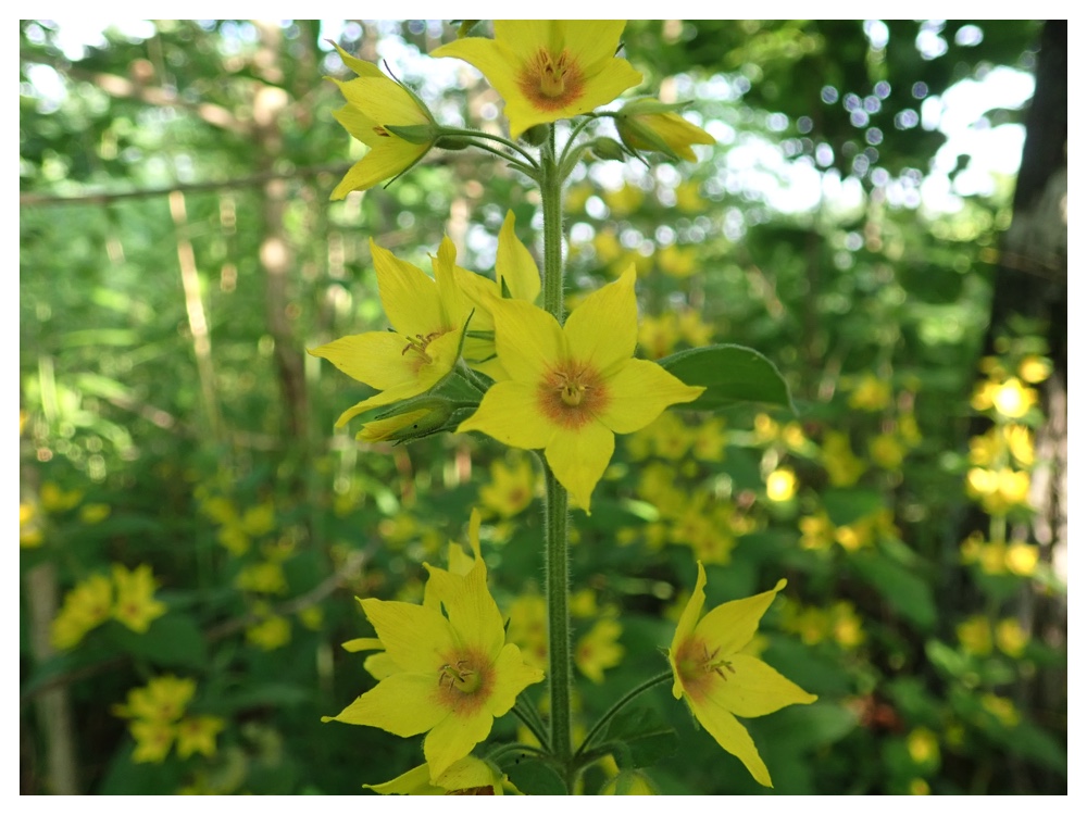 Lysimachia_punctata_19-07-02