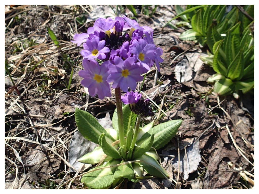 Primula_16-04-21