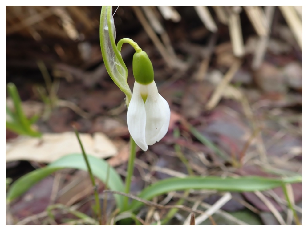 Snowdrop_18-04-01