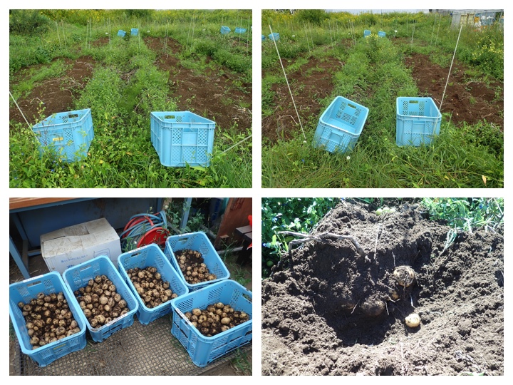 Potato_harvest_200907