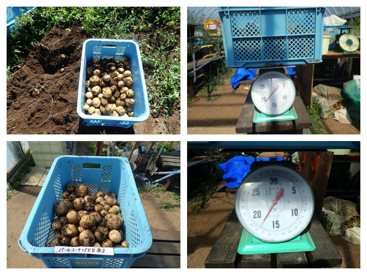 Potato_harvest_200908