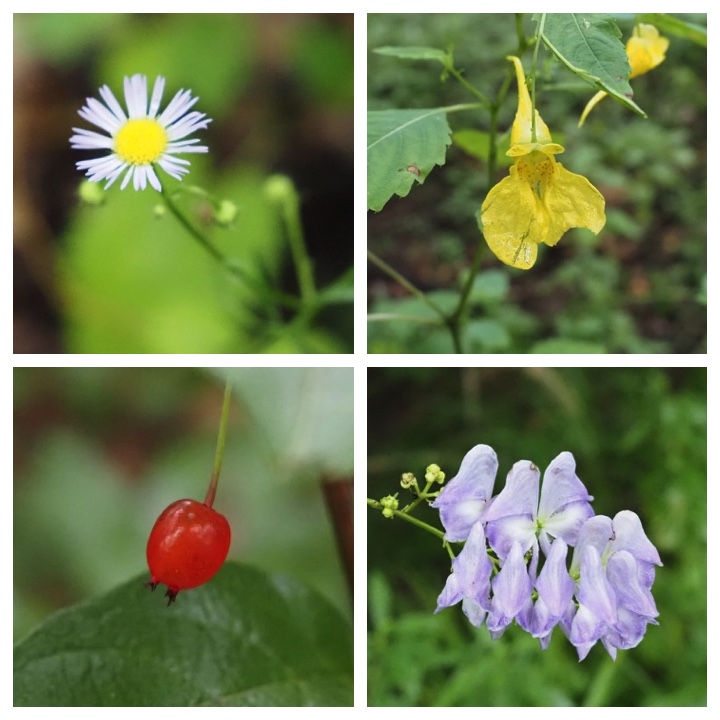 Wild_flowers_20210809