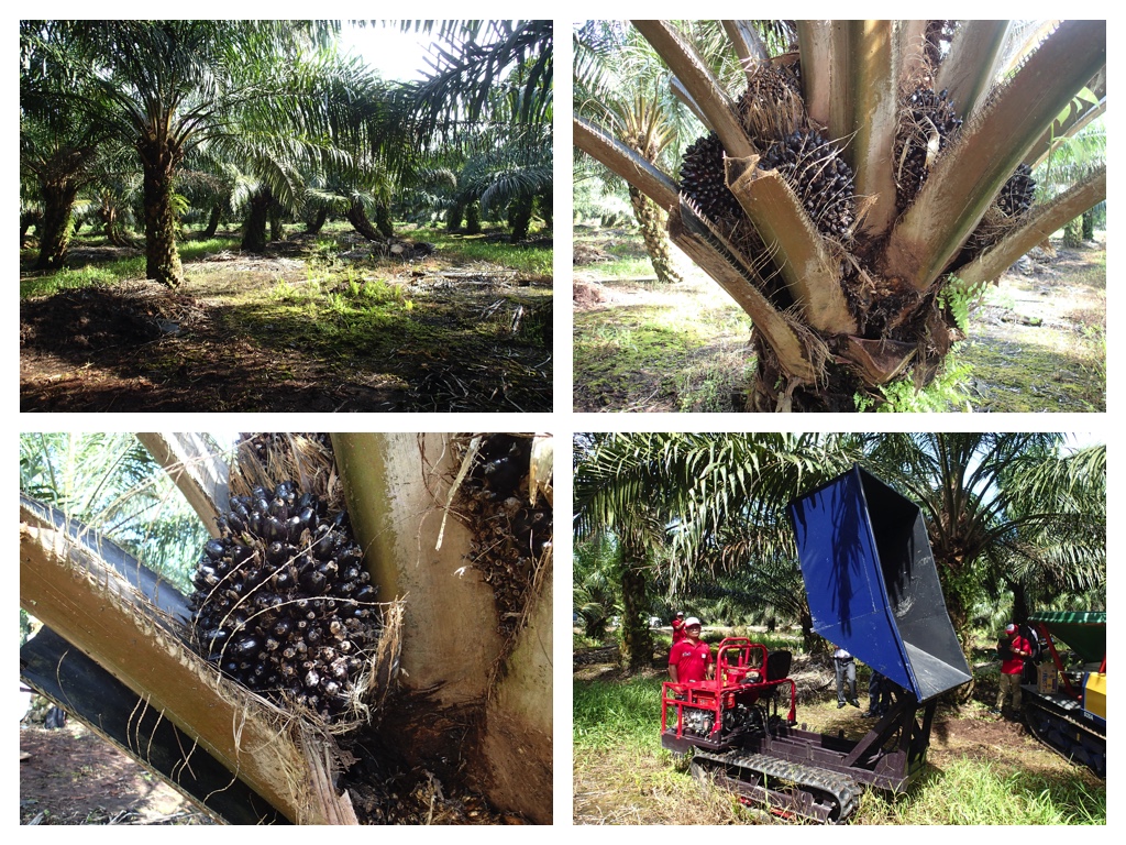 Oil_palm_2