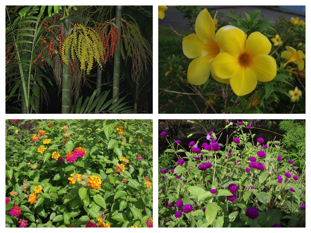 Tropical_plants_2