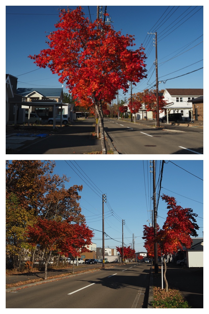 Maple_walk_211025_1