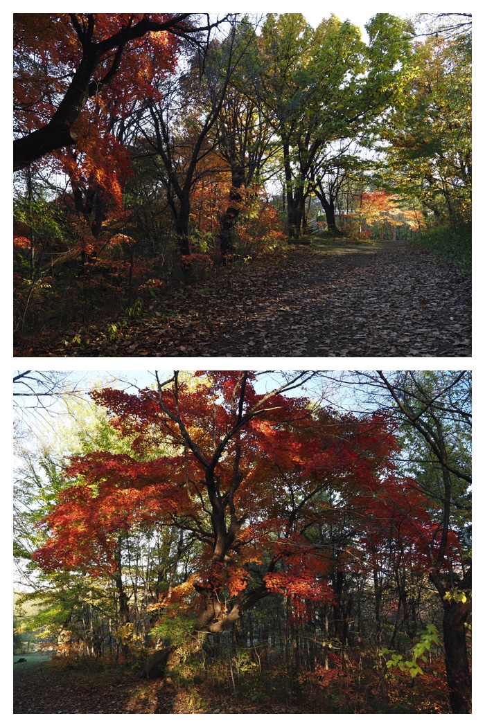 Maple_walk_211025_12