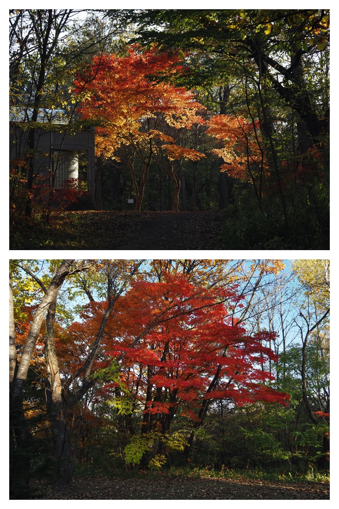 Maple_walk_211025_13