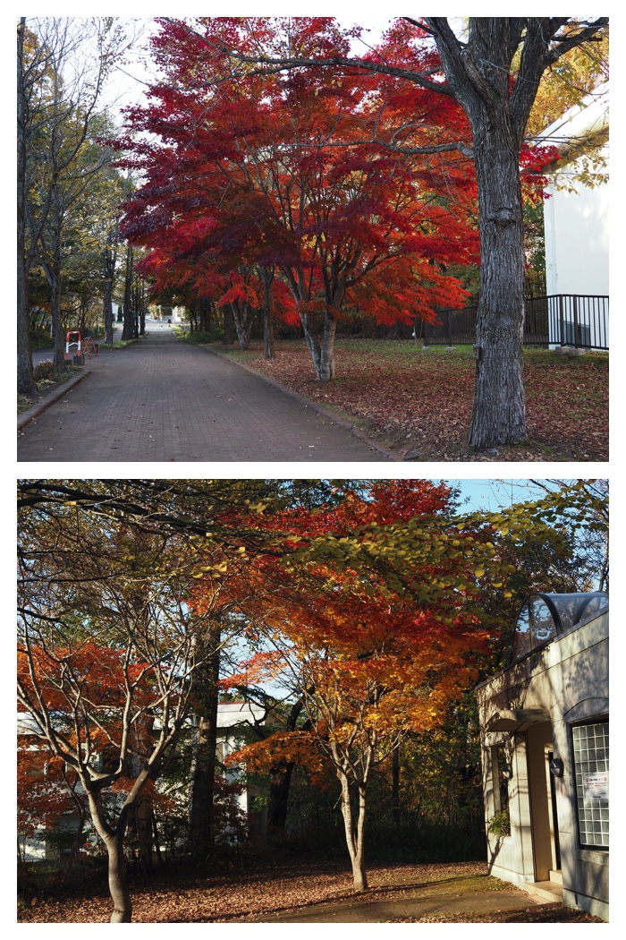 Maple_walk_211025_14