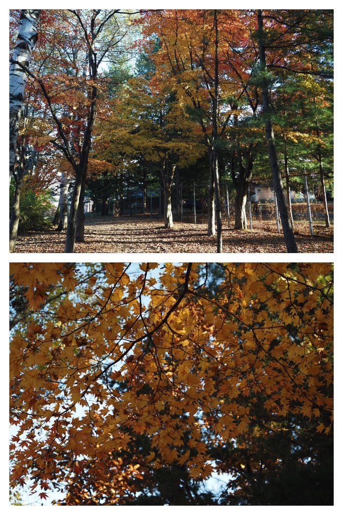 Maple_walk_211025_17