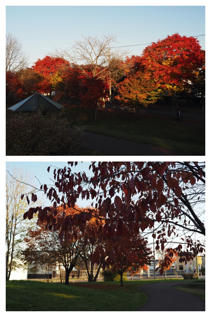 Maple_walk_211025_18