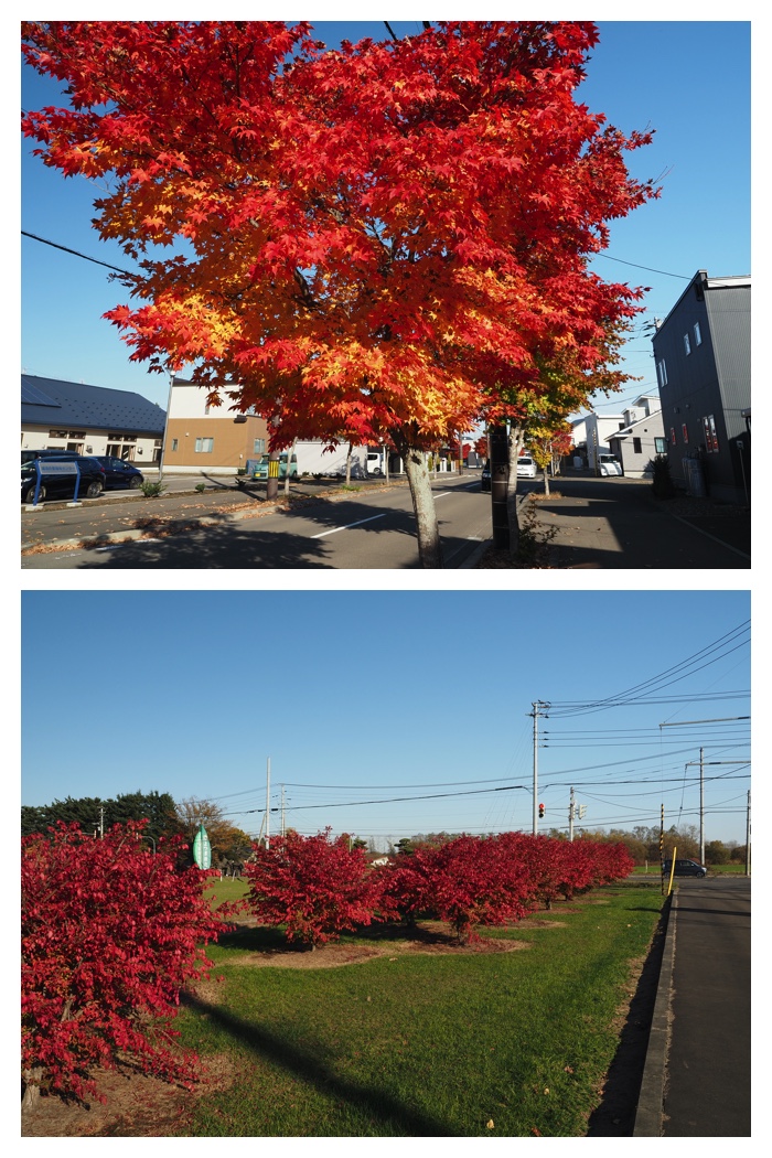 Maple_walk_211025_2