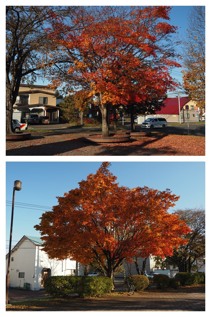 Maple_walk_211025_3