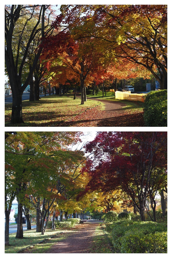 Maple_walk_211025_4