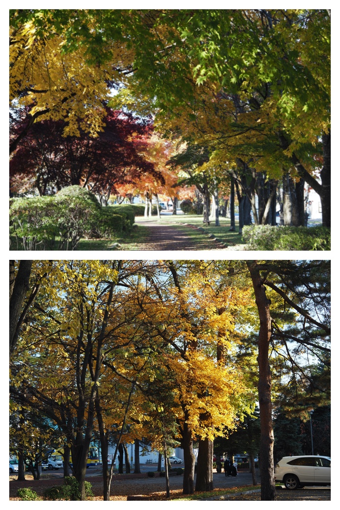 Maple_walk_211025_5