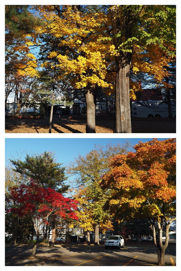 Maple_walk_211025_6