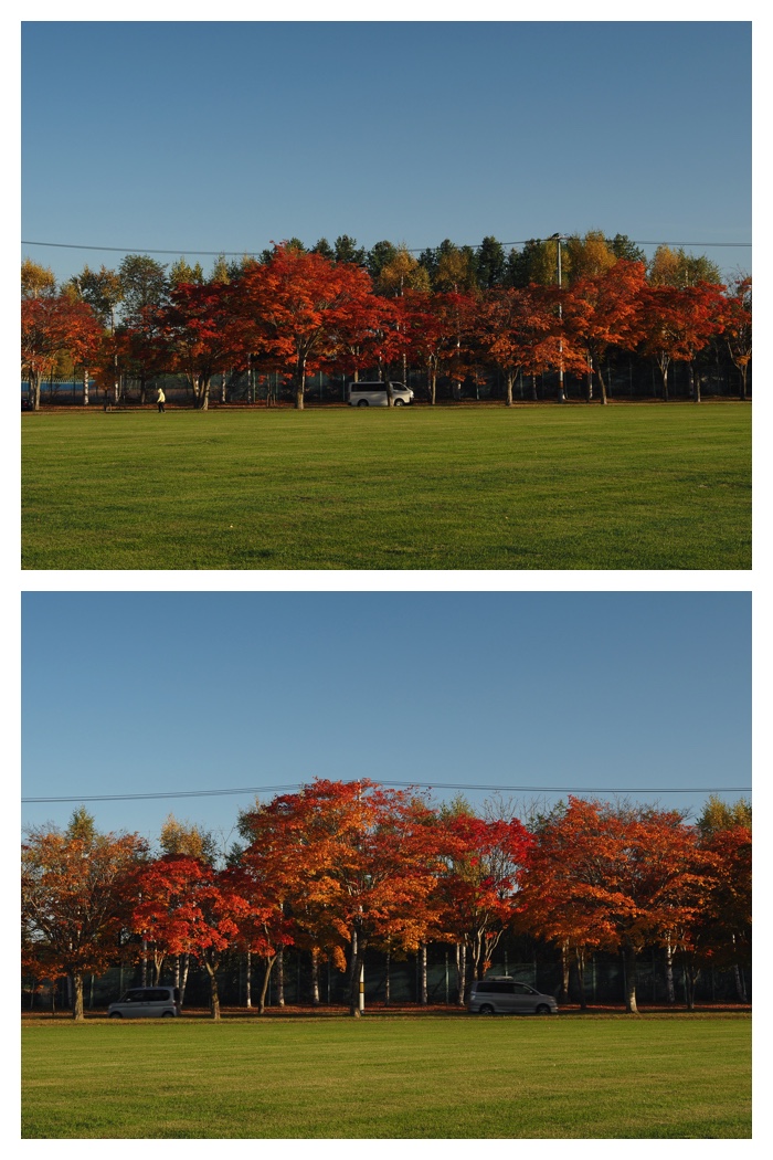 Maple_walk_211025_8