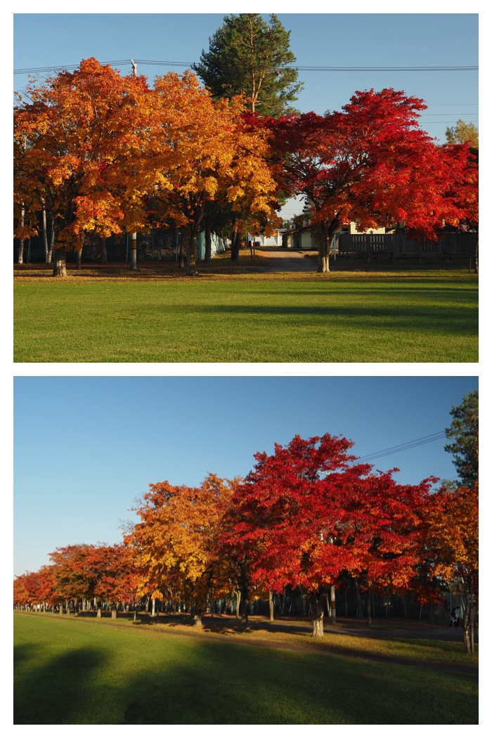 Maple_walk_211025_9