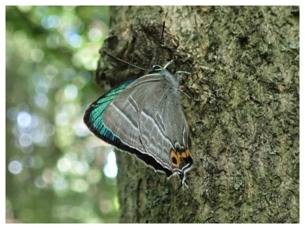 Mesuaka_midorishijimi_220703