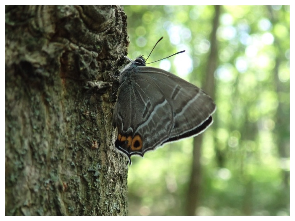 Mesuaka_midorishijimi_220703_2