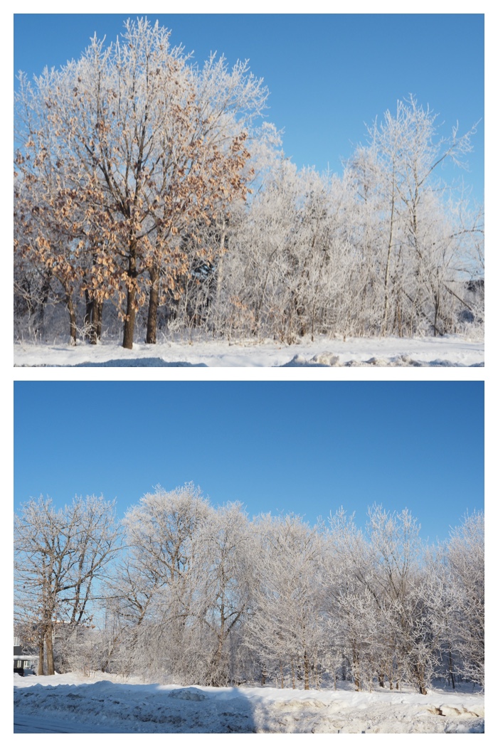 Hoarfrost_220129_1