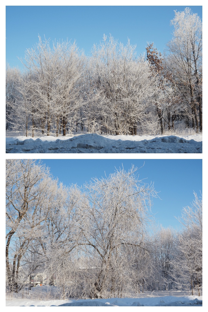 Hoarfrost_220129_2