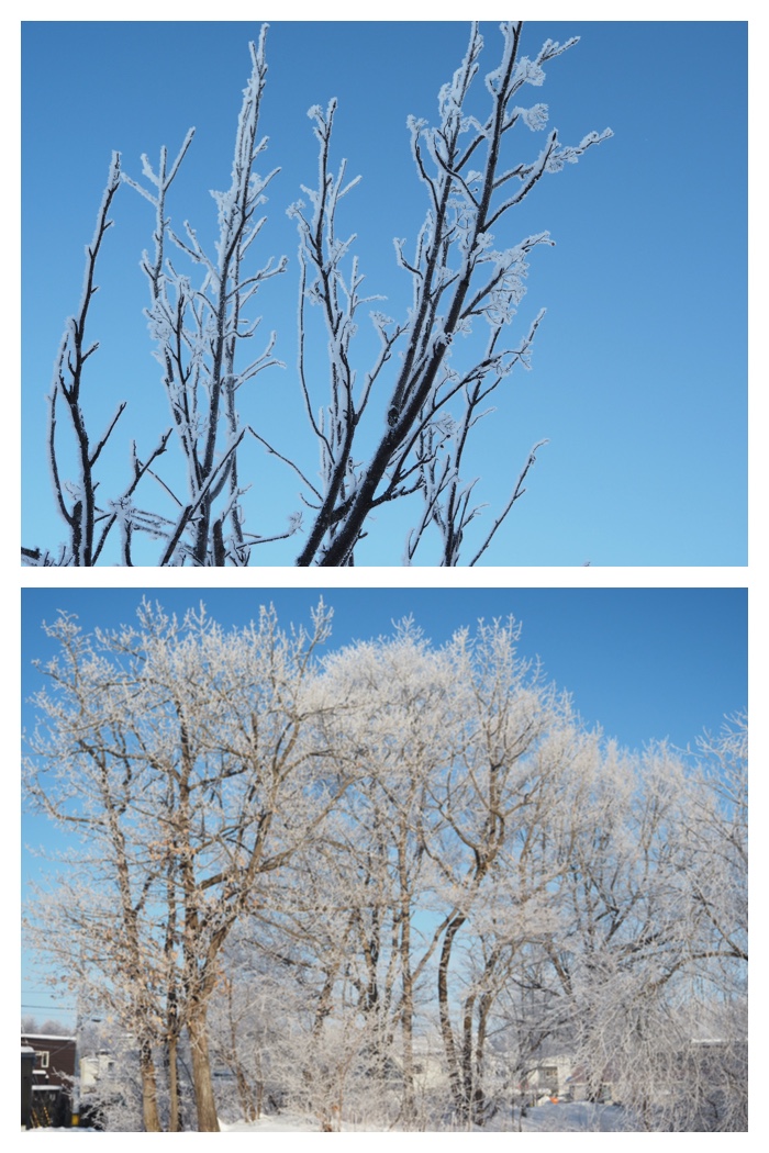 Hoarfrost_220129_4