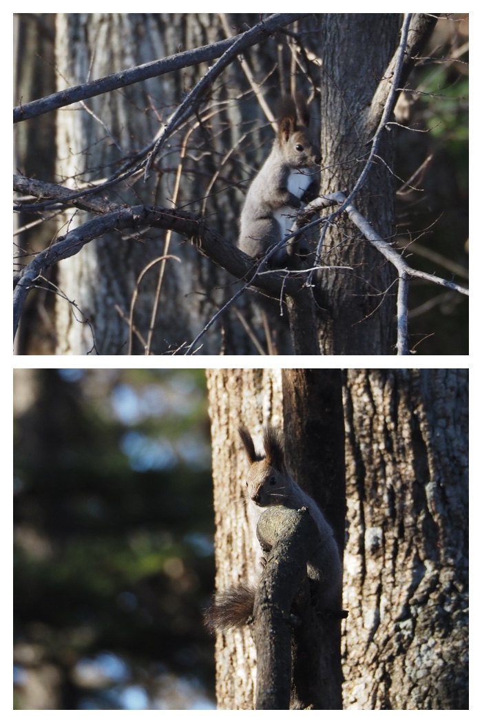 Squirrel_221125_2