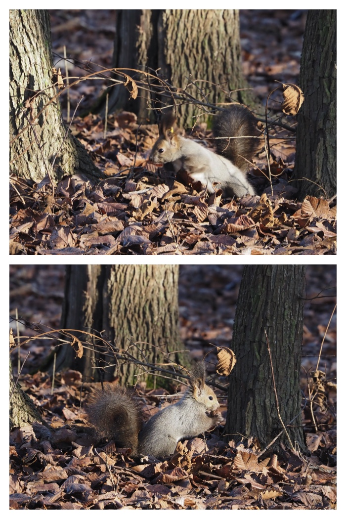 Squirrel_221125_4