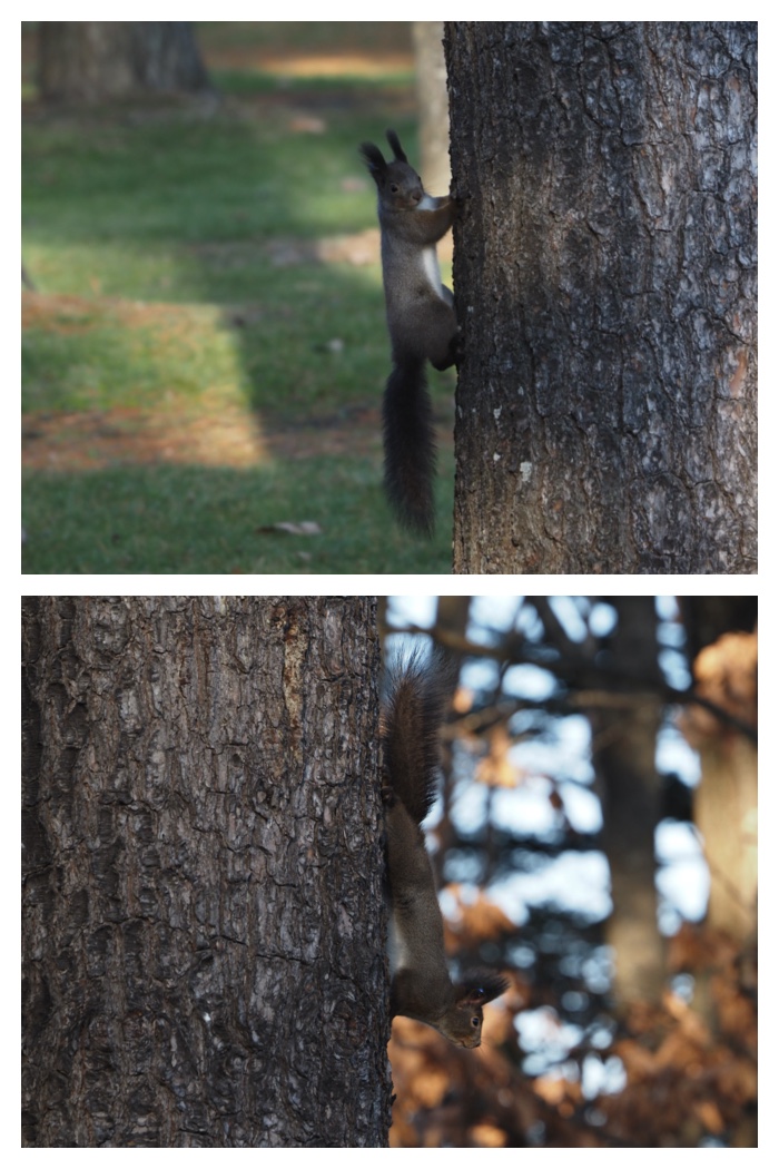 Squirrel_221125_5