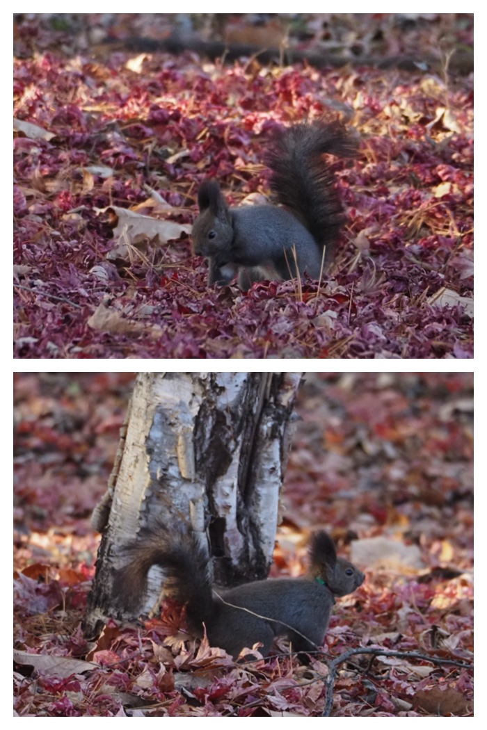 Squirrel_221125_7