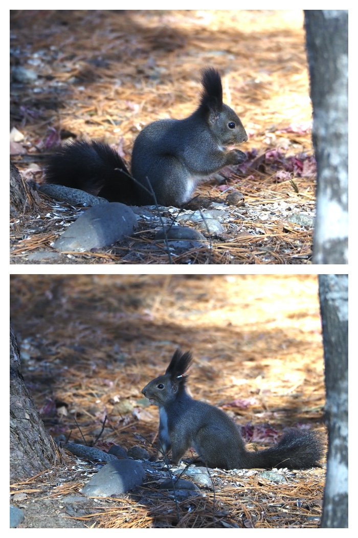 Squirrels_birds_221212_5