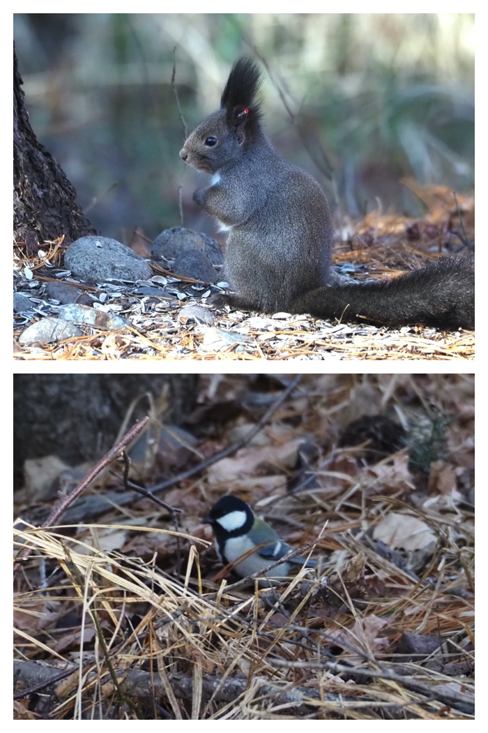 Squirrels_birds_221212_6