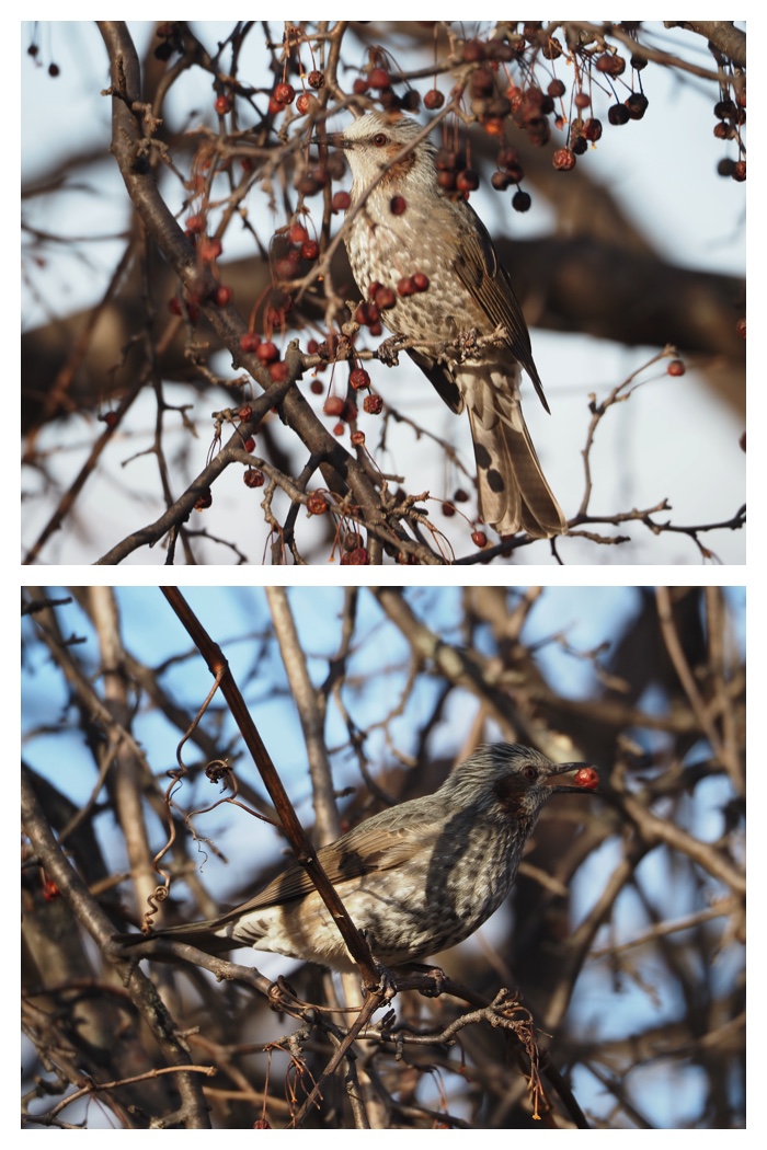 Walking_birds_221209_2