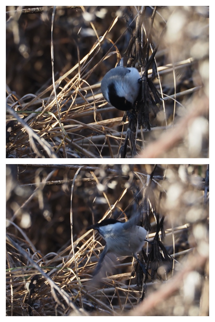 Walking_birds_221209_5