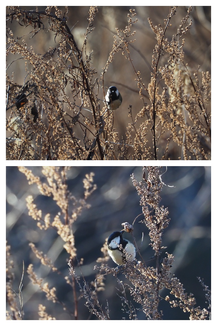 Walking_birds_221209_6