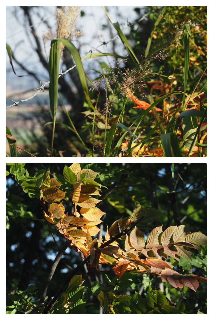 Arashiyama_220929_42