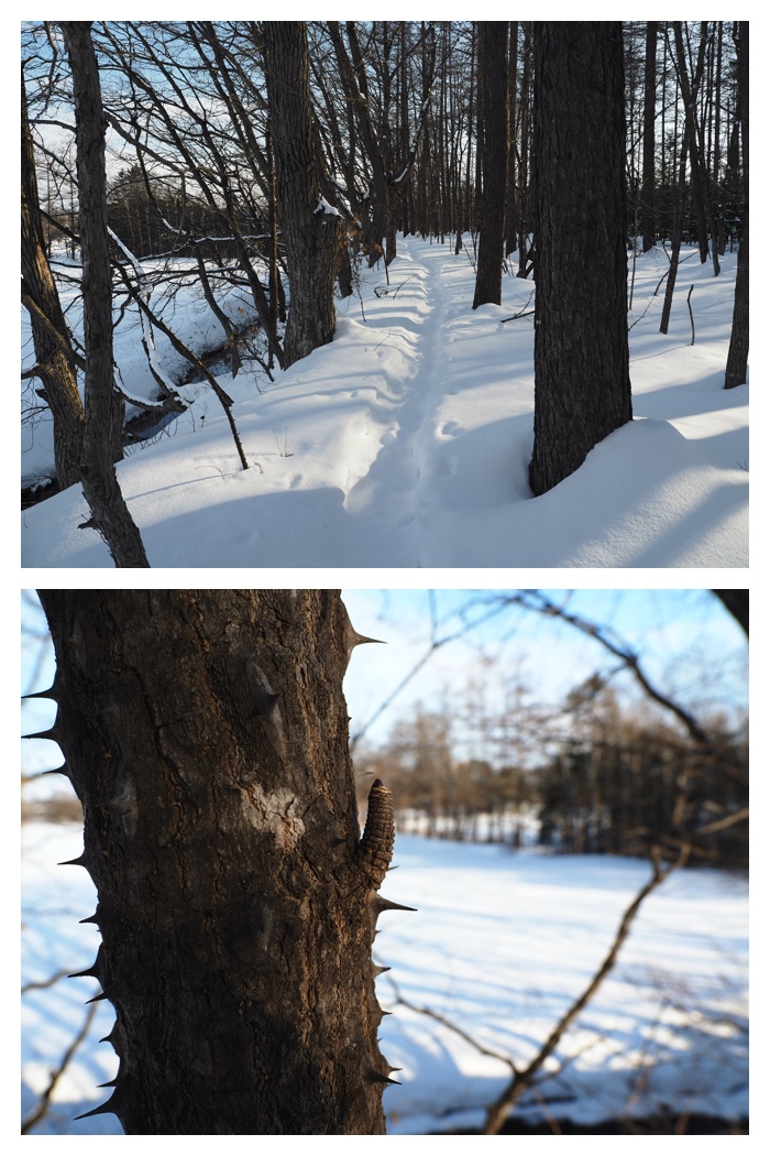 Snow_walk_230225_11